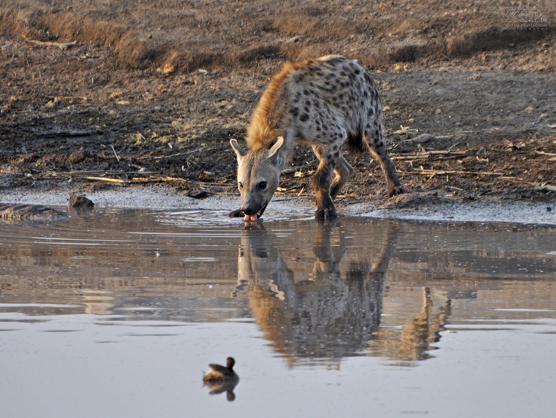 Etosha - Chudop - Hyena  Stefan Cruysberghs